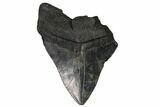 Partial Fossil Megalodon Tooth - South Carolina #148717-1